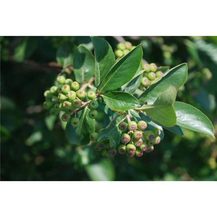 大量批发 百花花楸 苗木产地报价  _百花花楸苗苗圃咨询