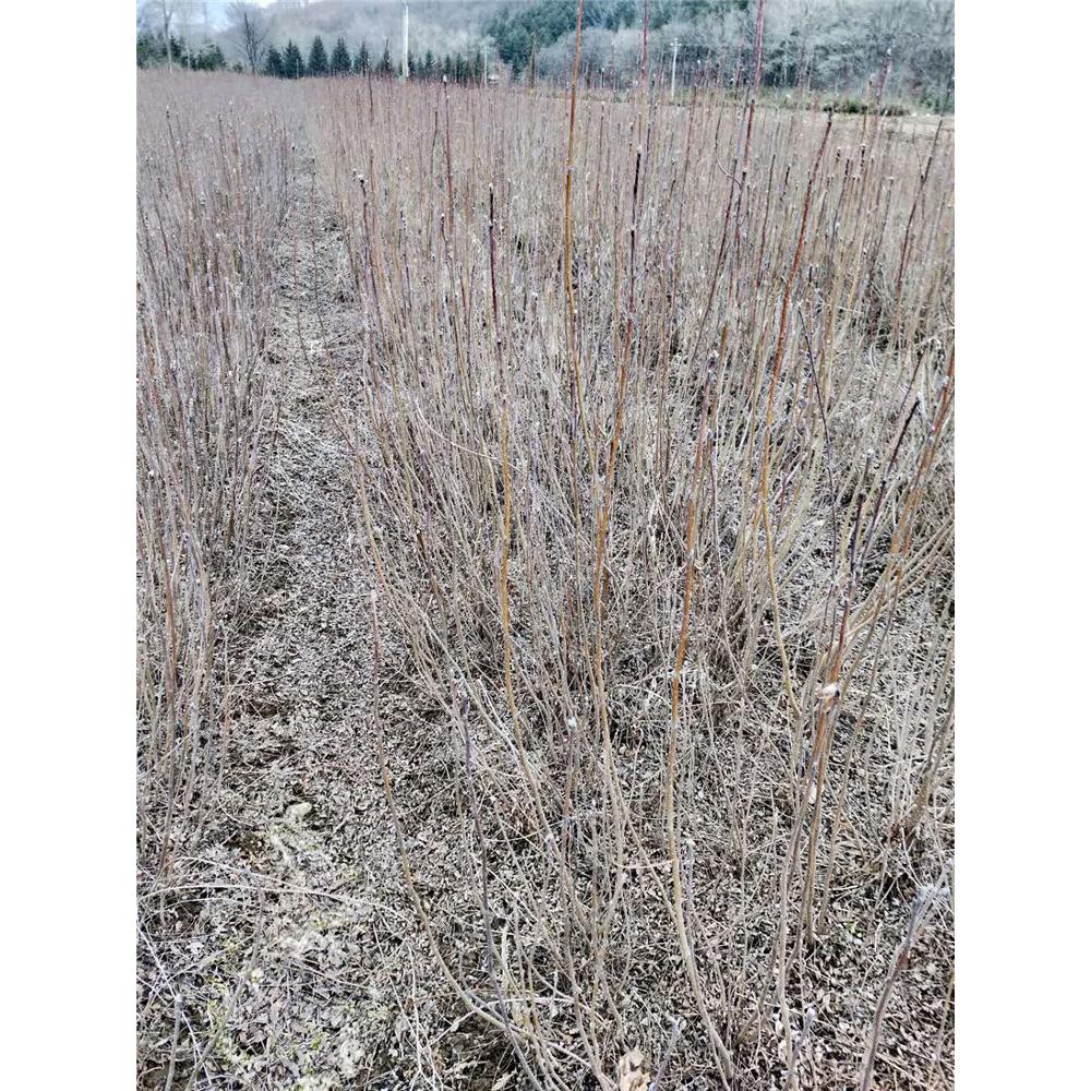 2020春季热卖百花花楸苗木种苗 _百花花楸小苗苗木基地价格