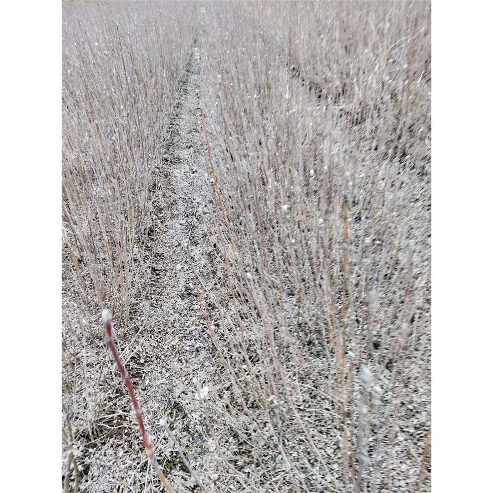 绿化苗木小苗百花花楸 苗木基地报价  _百花花楸小苗 苗圃直供