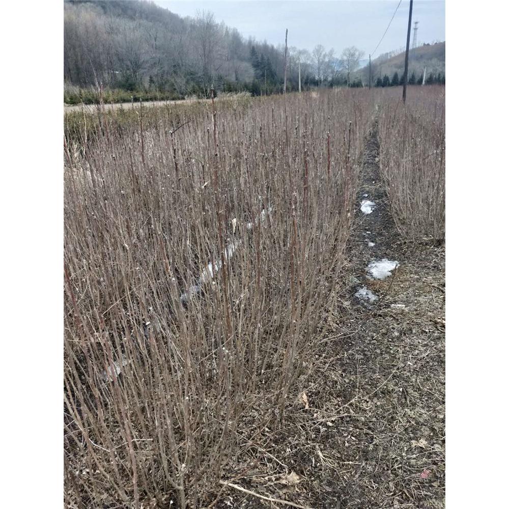 园林绿化树苗百花花楸苗木生产基地咨询 _花楸 苗圃苗木价格