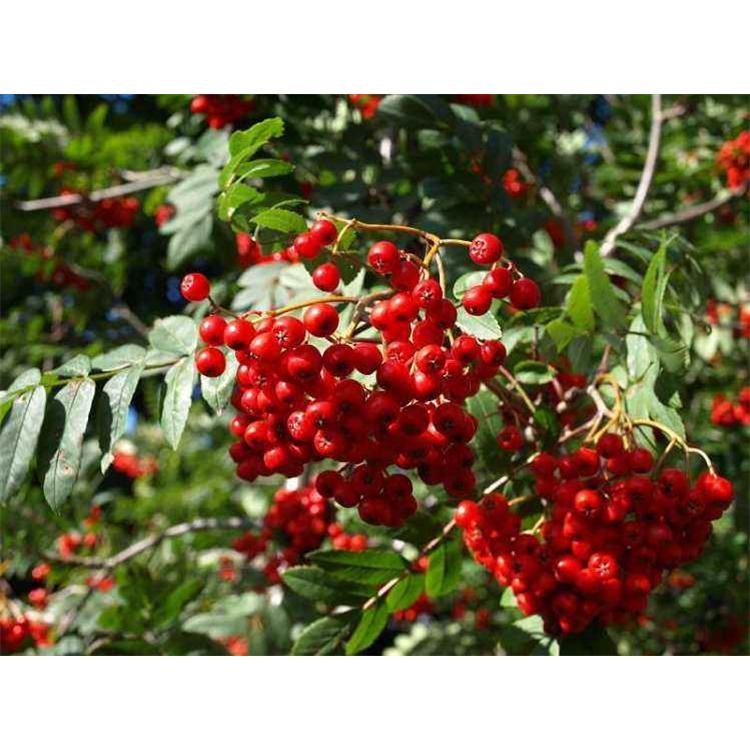 高品质 百花花楸苗木咨询  _花楸树苗苗木生产基地