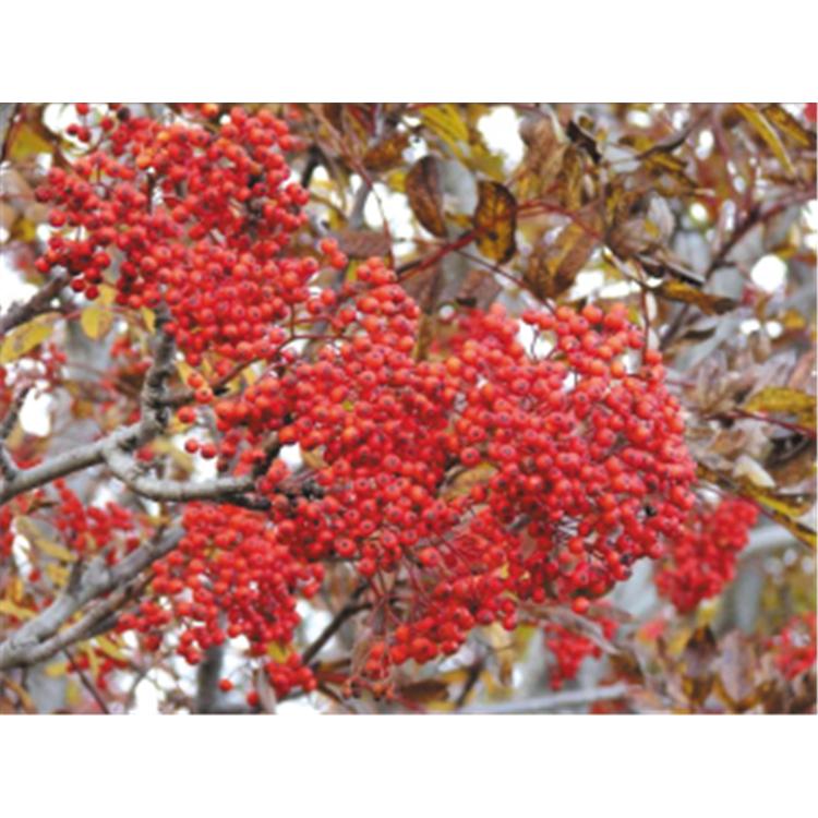 品质优良 百花花楸 苗圃苗木价格 _百花花楸苗苗圃