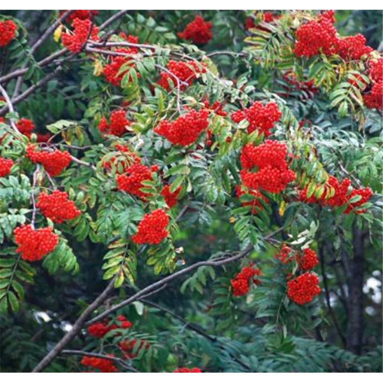 批发供应 百花花楸苗木生产基地报价  _百花花楸小苗苗木咨询