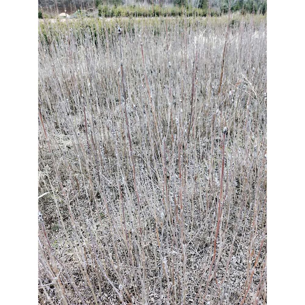 直供 百花花楸培育基地 _花楸 苗圃苗木价格