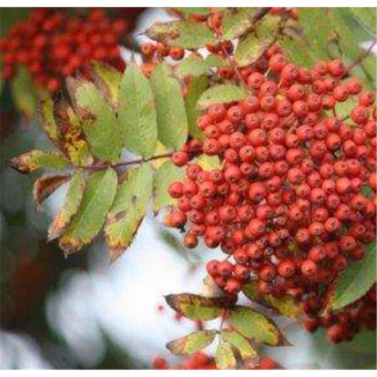大量批发 百花花楸 苗木基地报价  _花楸树苗生产苗木基地