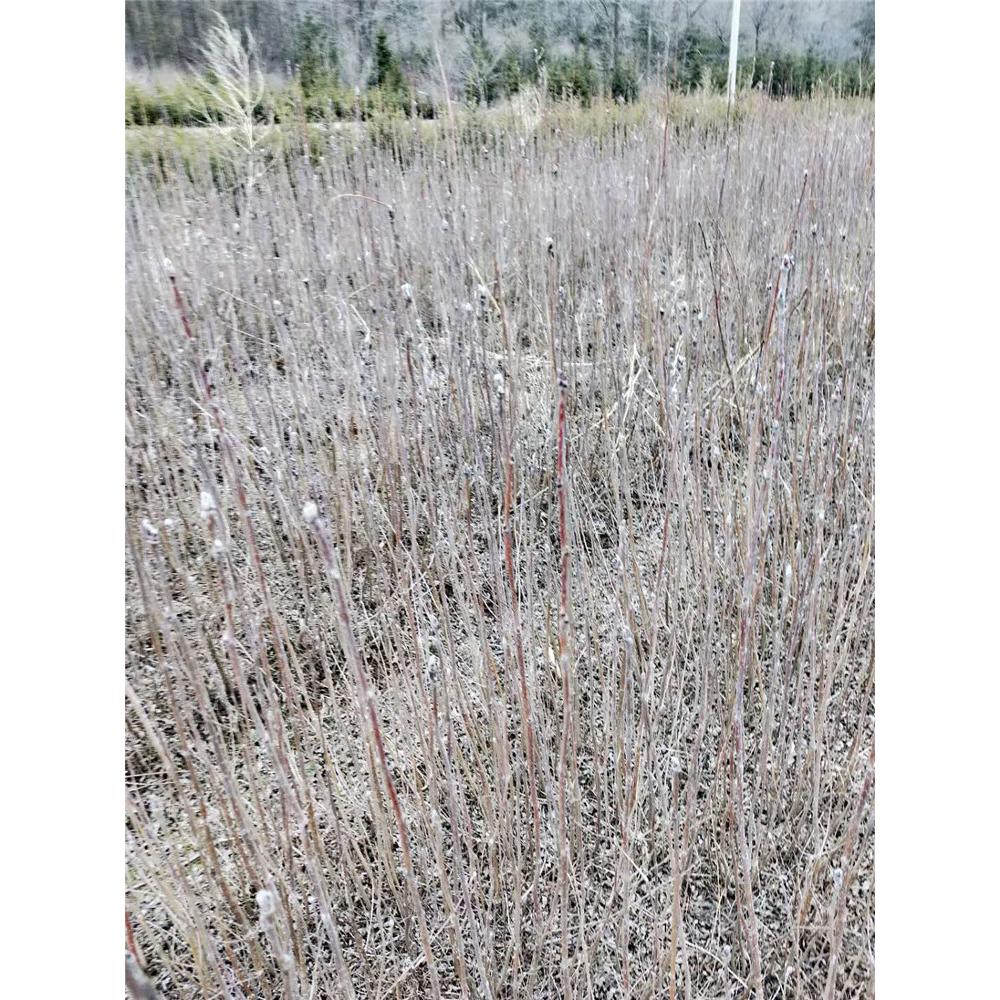优质 百花花楸 苗木报价 _花楸树苗苗木大全