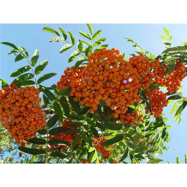 开春热卖 百花花楸苗木生产基地报价  _百花花楸小苗苗木种苗