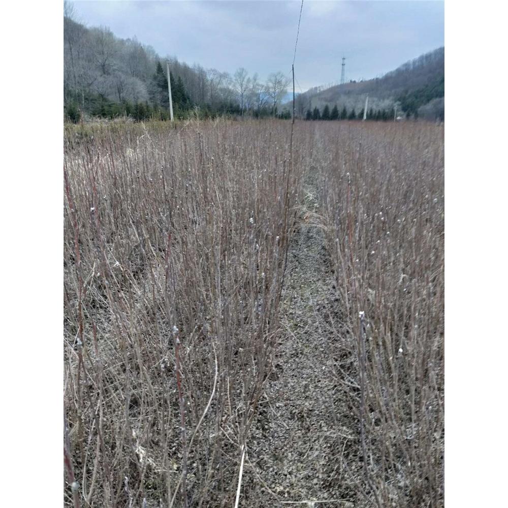 2020热销 百花花楸苗木基地价格  _花楸树苗苗木栽培技术服务