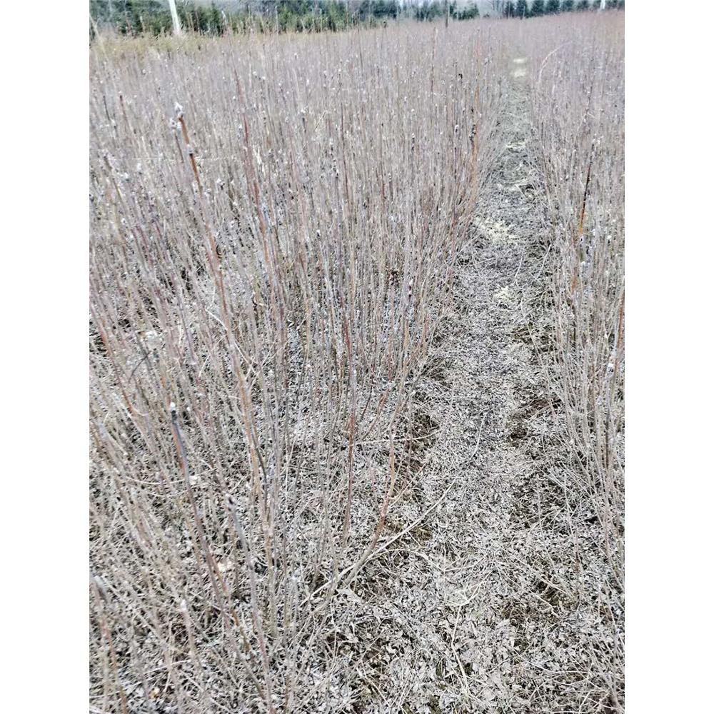 批发 百花花楸苗木基地价格  _百花花楸1年苗 苗木基地