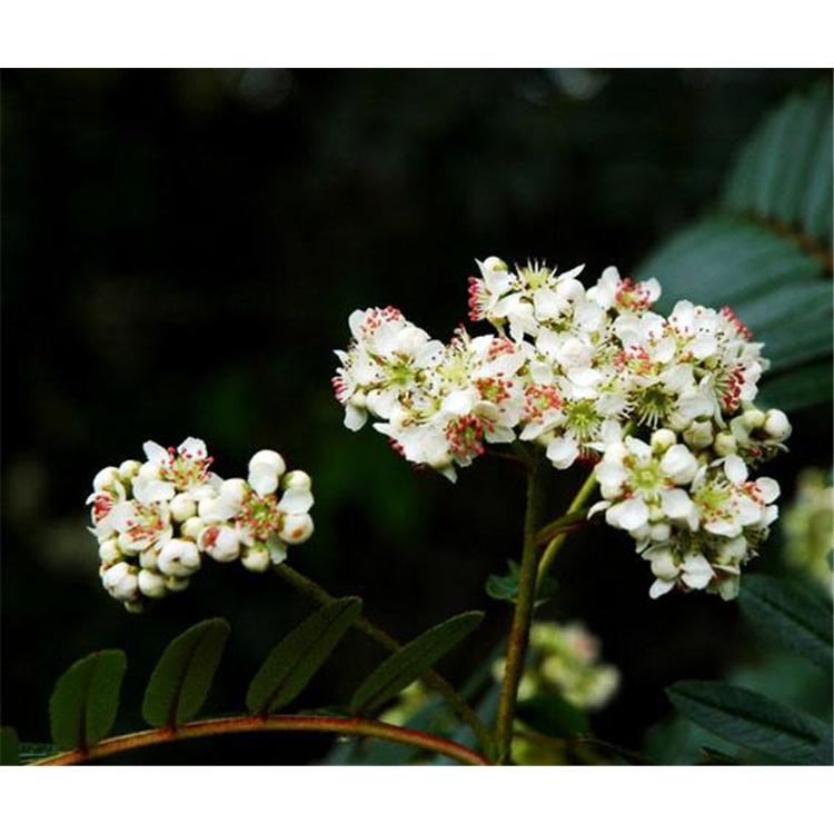 春季热销 百花花楸苗木栽培技术   _花楸苗  苗木栽培