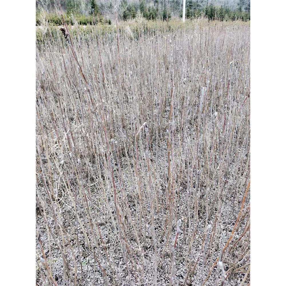 成本苗木百花花楸苗木基地价格  _百华花楸苗苗木咨询