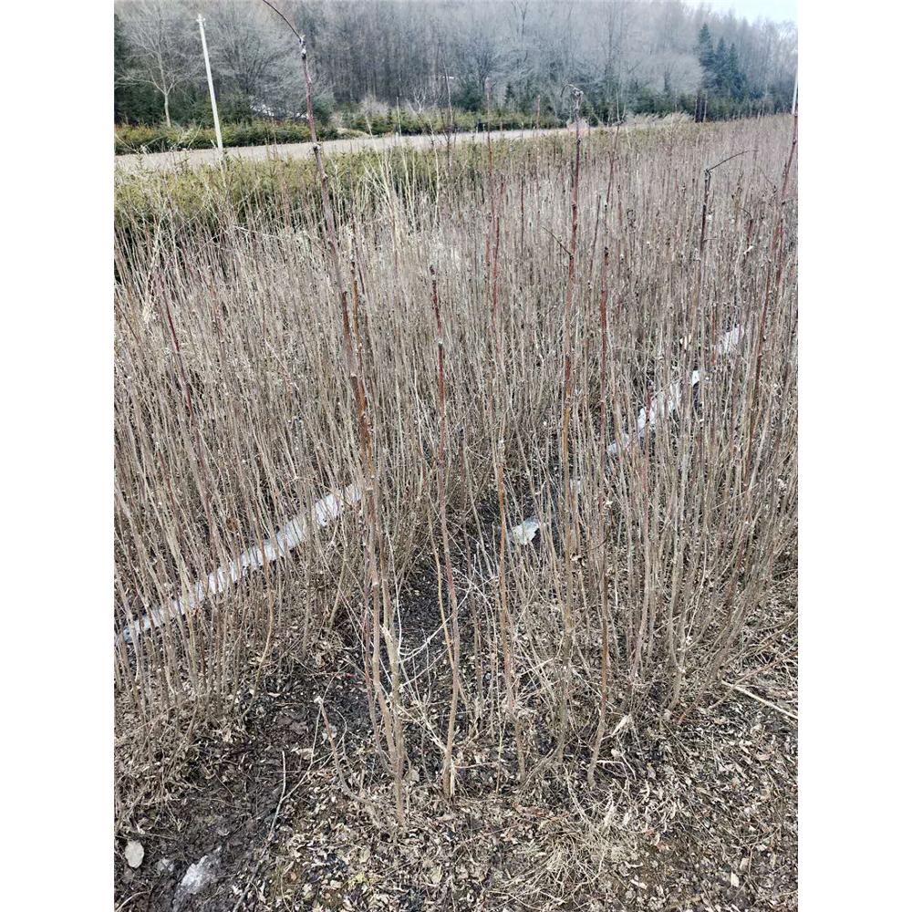 价格合理量大更优惠百花花楸苗木生产基地报价  _百花花楸小苗苗木种苗