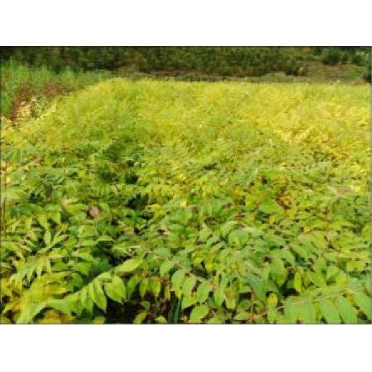辽宁苗木种植基地 绿化苗木价格
