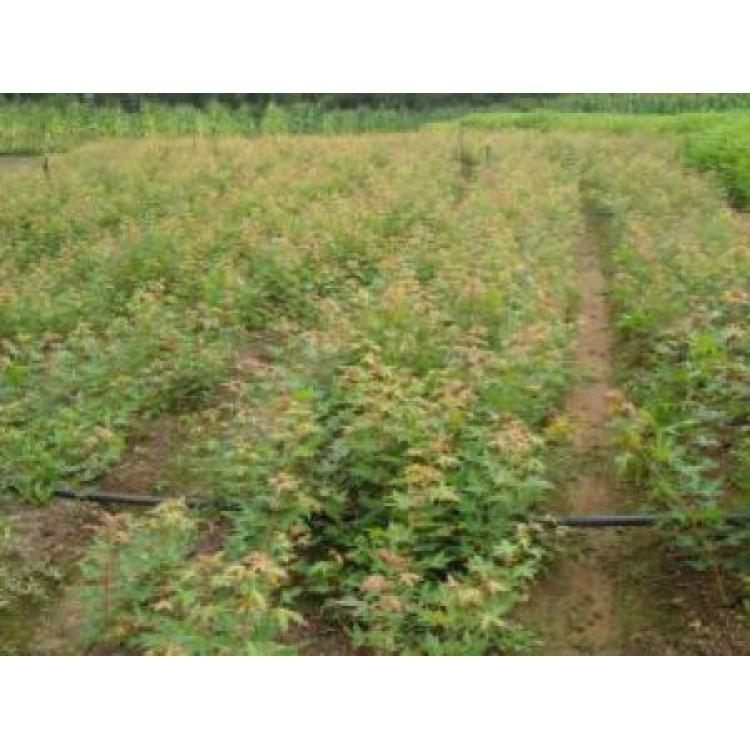 辽宁苗木价格 绿化苗木种植基地