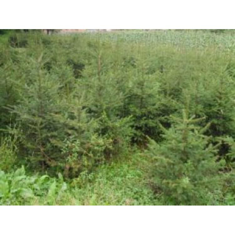 辽宁苗木种植基地 绿化苗电话