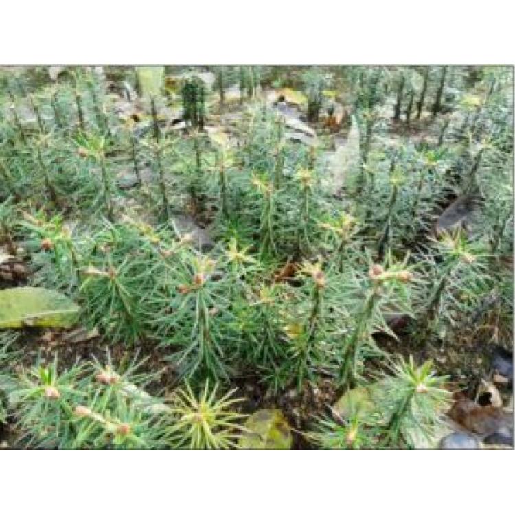 本溪苗木种植基地 绿化苗木种植基地