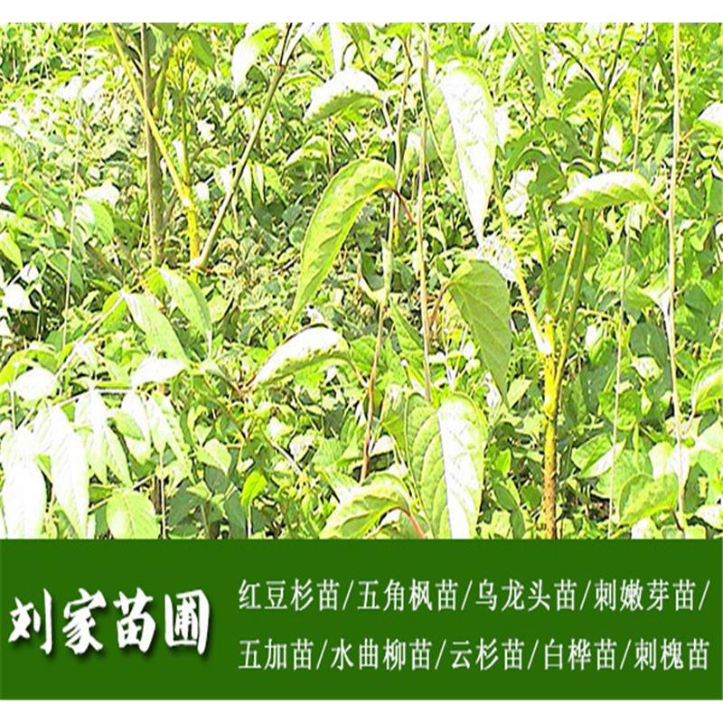 供应刺嫩芽苗_刺嫩芽小苗_刺嫩芽苗木在线咨询  品种优良