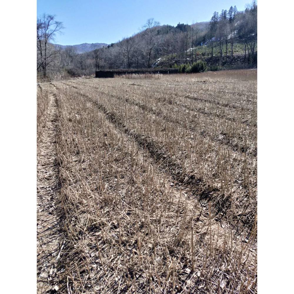 特价直销刺嫩芽苗_刺嫩芽苗生产基地 _刺嫩芽小苗生产基地