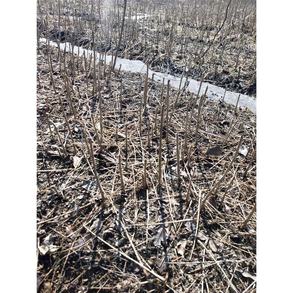 高品质刺嫩芽苗销售 刺嫩芽生产基地 刺嫩芽苗价格咨询 品种纯良 物美价廉