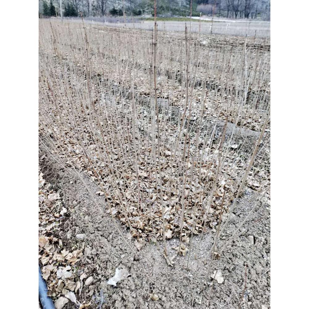 品种优良五角枫批发 五角枫小苗苗圃
