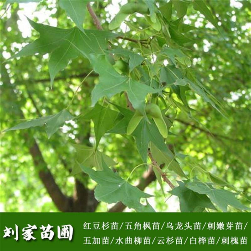 基地直销五角枫价格 色木槭苗在线咨询