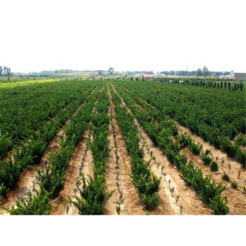 开春热卖 红豆杉苗 苗木咨询  红豆杉小苗1年苗 苗木咨询
