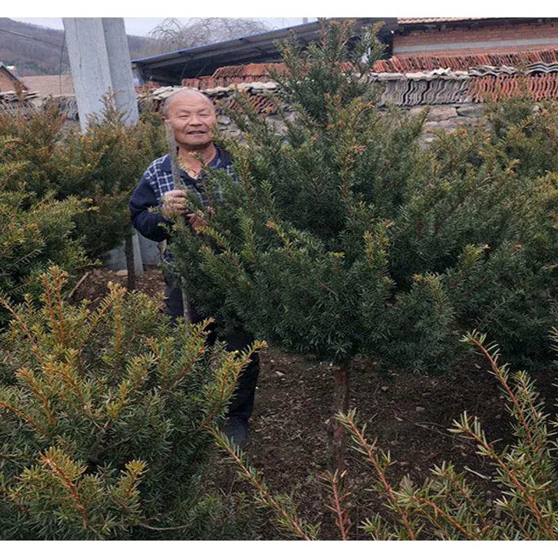 2020热卖 红豆杉苗 苗木咨询  刘家苗圃红豆杉苗苗木栽培技术
