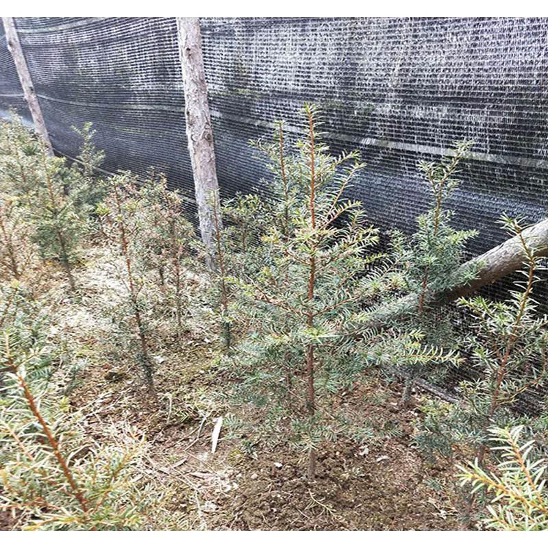 基地供应红豆杉苗苗木栽培 _红豆杉2年小苗苗圃