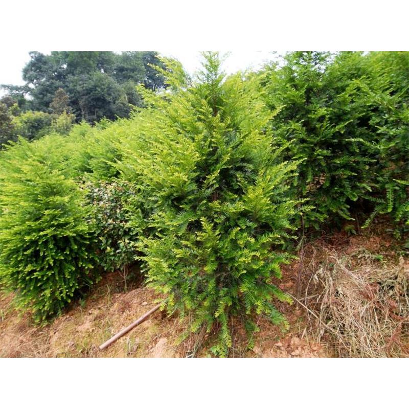 开春热卖红豆杉苗苗圃 _观音杉苗苗木大全