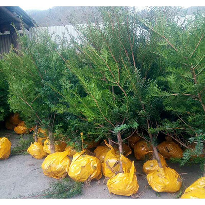 基地直销红豆杉苗生产苗木基地 _红豆杉种苗苗木报价
