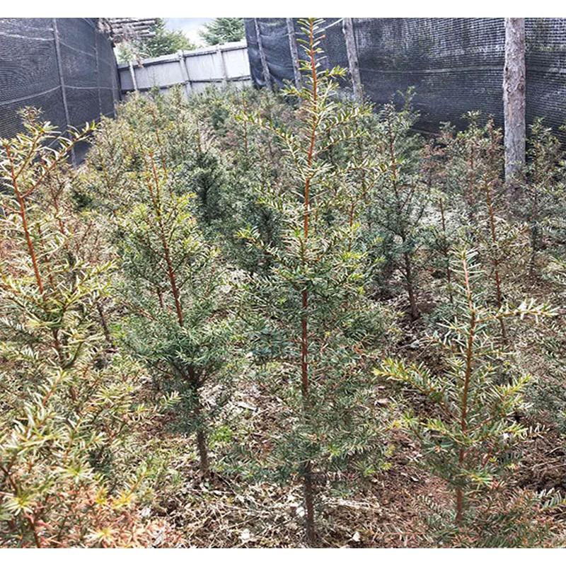 出售红豆杉苗苗圃种苗 _红豆杉三年苗苗木生产基地
