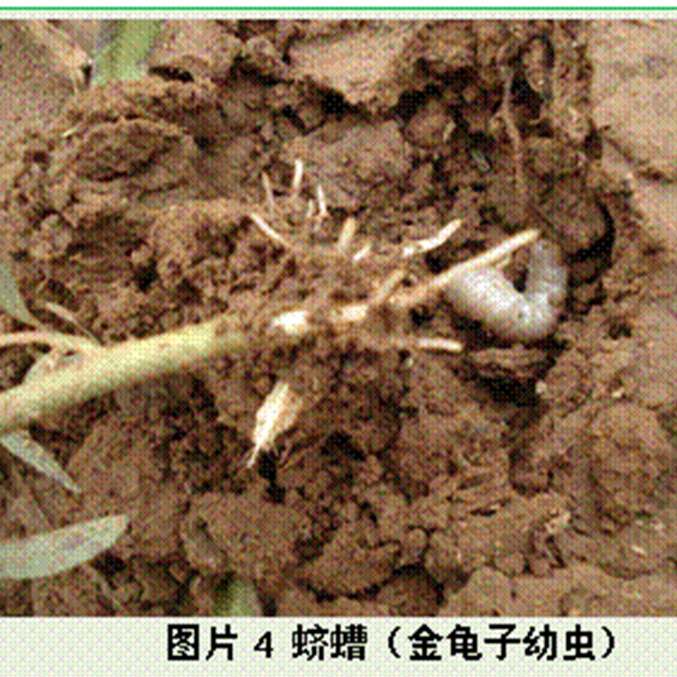水溶肥姜蛆严重怎么治贝德乐水溶肥厂家