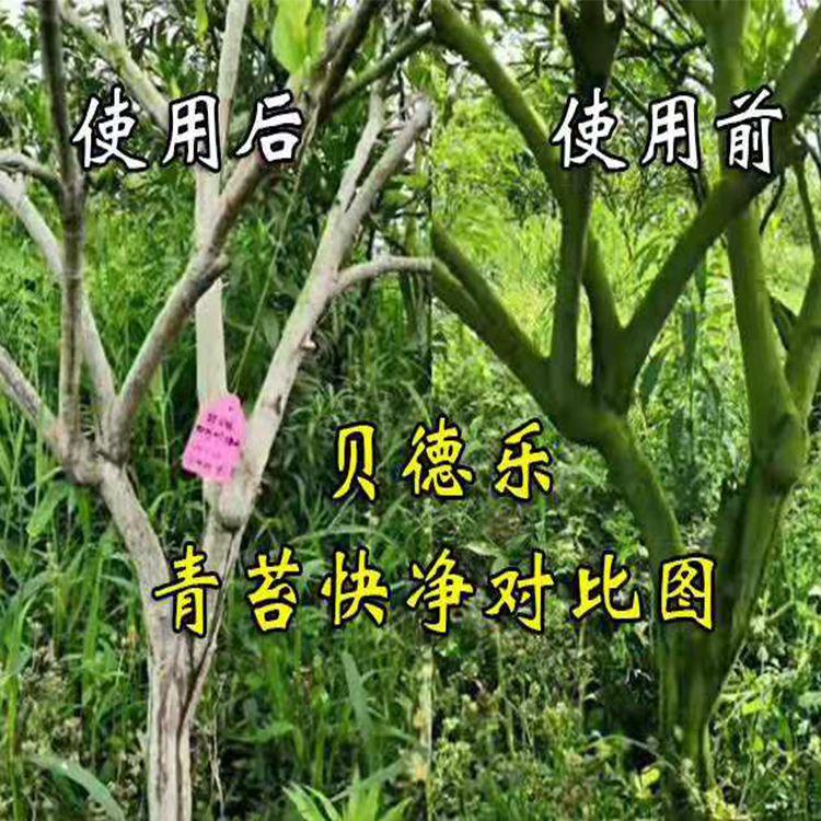 柑橘青苔什么时候打好贝德乐青苔快净有机肥厂家