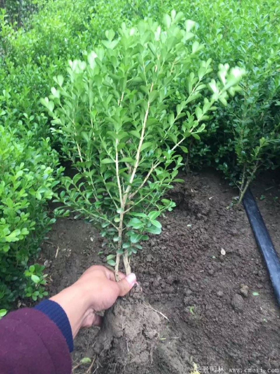 山东千屈菜批发 千屈菜批发