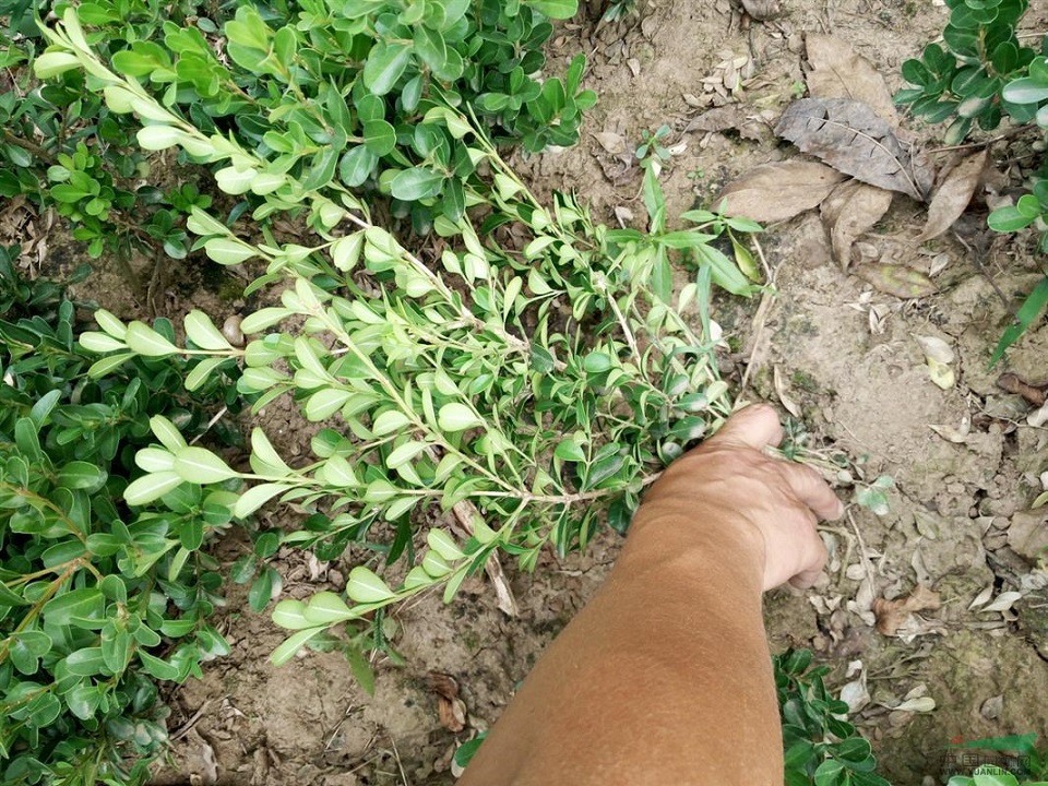 江苏千屈菜供应商 千屈菜供应商