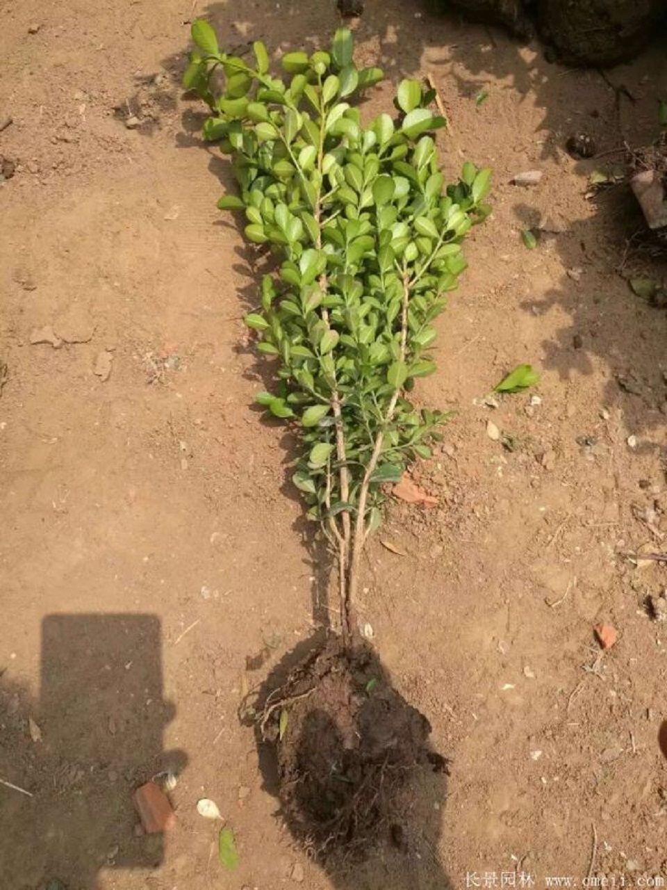 河南小叶黄杨种植基地 小叶黄杨种植基地