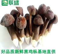 金乡县联盛菌业科技有限公司   黑皮鸡枞菌种植基地 一手货源 基地直供