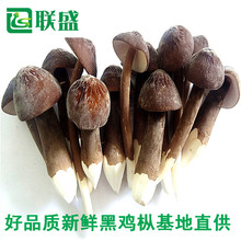 金乡县联盛菌业科技有限公司   黑皮鸡枞菌种植基地 一手货源 基地直供