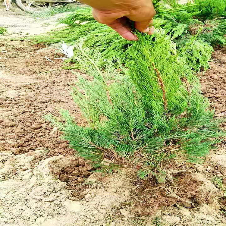 供应小龙柏 小龙柏绿化苗  龙柏树1-3米高价格  雪萝花卉