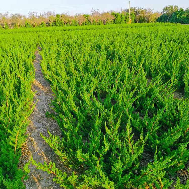 小龙柏批发商    小龙柏价格 40公分小龙柏 冠幅大质量优成活率高 雪萝花卉