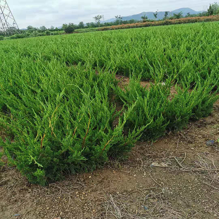 小龙柏苗价格  小龙柏价格 日照小龙柏苗基地直销高30公分小龙柏 雪萝花卉