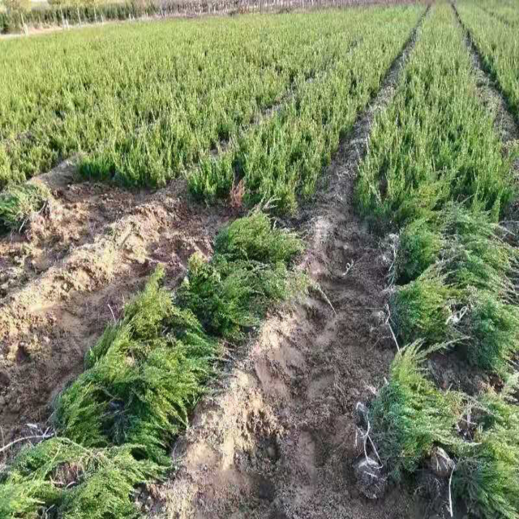 泰安小龙柏 小龙柏供应  小龙柏分销中心  雪萝花卉