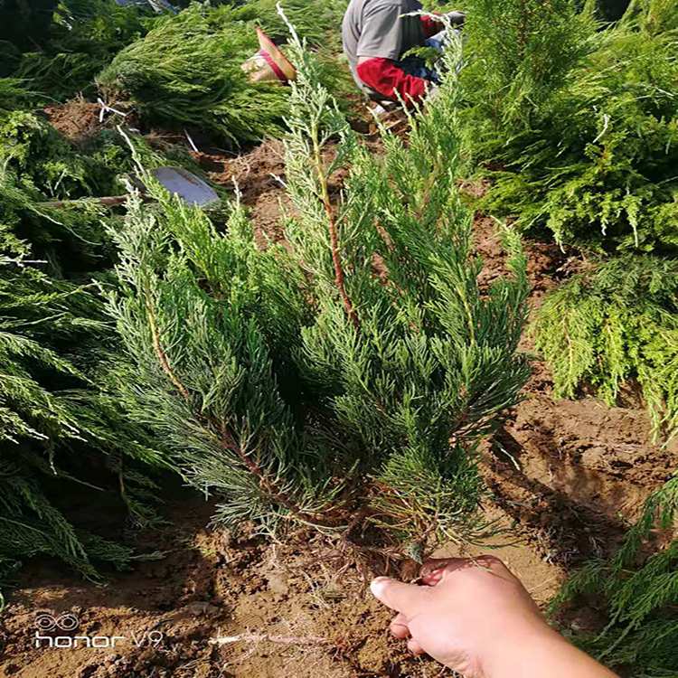 小龙柏现货 常年供应小龙柏苗  大量供应高30到60公分小龙柏绿化树苗价格低 雪萝花卉