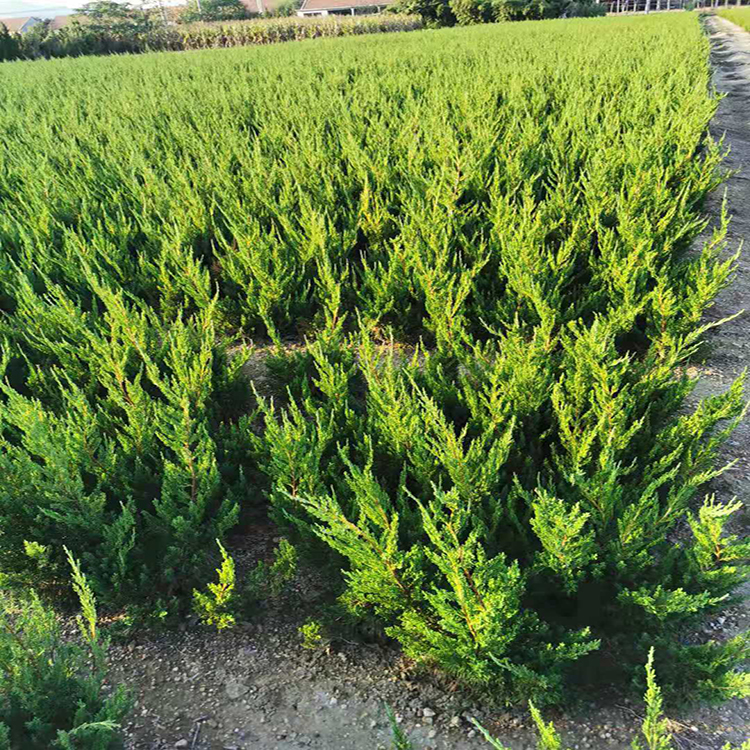 泰安小龙柏 供应高30到60公分小龙柏树苗 直升龙柏基地 雪萝花卉