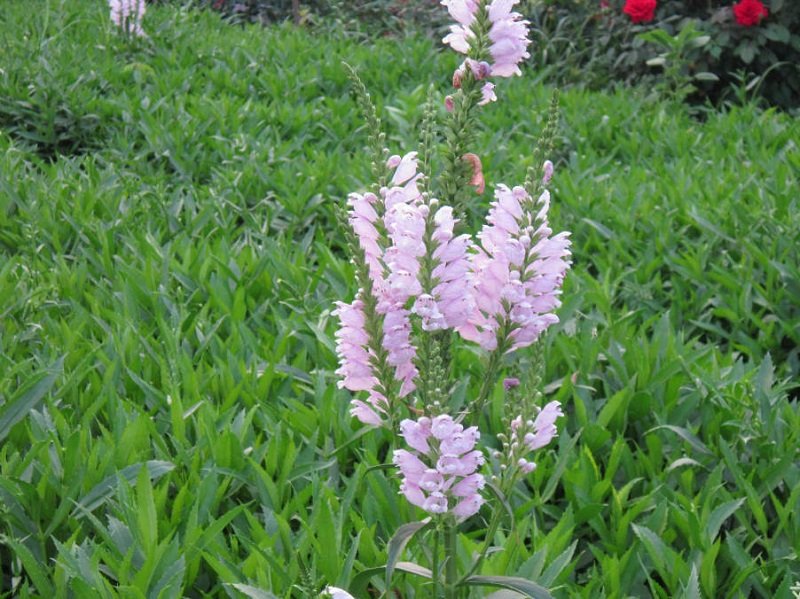 河南千屈菜种植基地 千屈菜种植基地