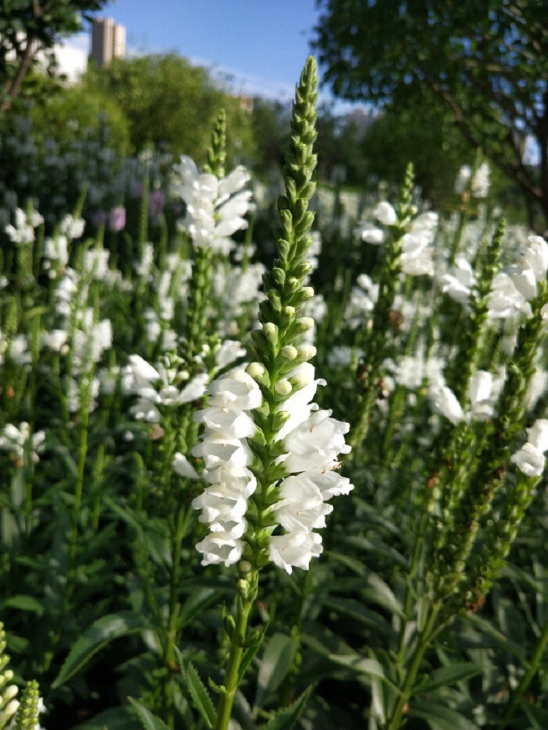 北京千屈菜价格 千屈菜价格