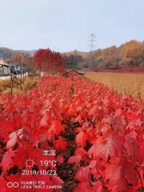 供应红枫树 红枫树苗价格 美国红枫树苗基地直销