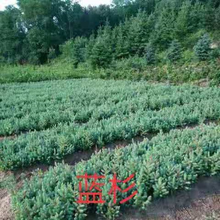 基地直销蓝衫树 蓝杉树苗 蓝衫小苗 物美价廉 品质保证