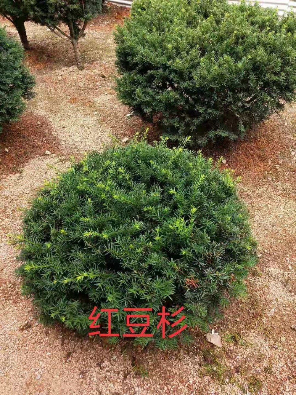 红豆杉小苗 基地直销红豆杉小苗 红豆杉小苗大量供应