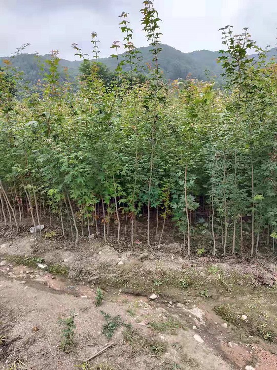 五角枫树苗 五角枫小苗 五角枫苗木价格-基地直销 物美价廉